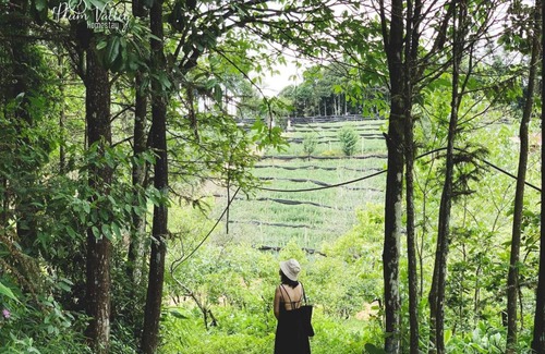 Cha Pai Cama Y Desayuno | Sapa Plum Homestay