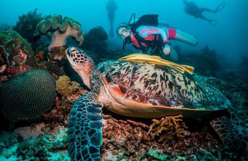 Waisai Complejo | Scuba Republic Beach Bungalows