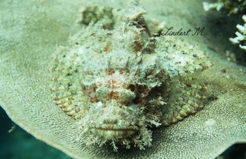 Yef Mo Casa | Sea Fans Homestay
