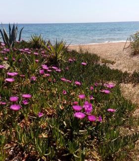 Pylos-Nestoras Casa | Sea melodies apartment 1