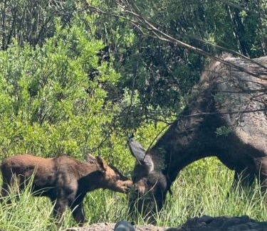 Wilson Chalet De Esquí | Secluded Mountain View Getaway - Near Jackson Hole - BBQ, Patio Wildlife!