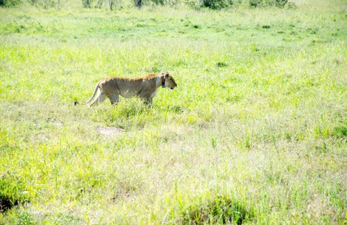 Maasai Mara Otro | Semadep Mara Camp