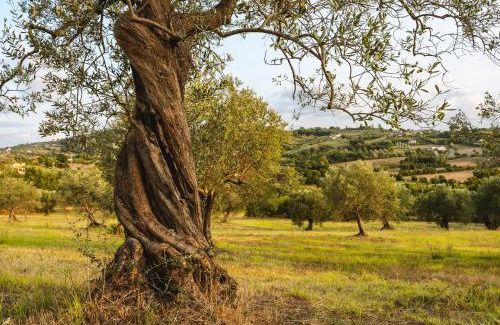 Caiazzo Cama Y Desayuno | Sentiero Degli Ulivi Mascia