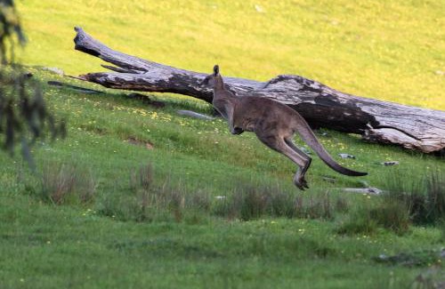 Wooragee Casa | Serena Cottages Beechworth - Your Country Getaway - 1