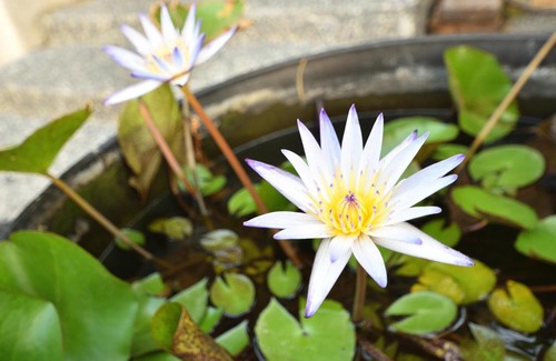 Meinong Casa | Serenity Moutainview Homestay