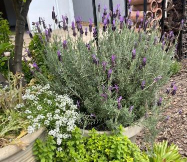 Secunda Casa | Seven