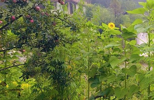 Kullu Casa | Shangarh JC Snow Valley