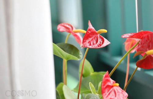Jing'an Apartamento | Shanghai Cosmo World Union Service Apartment