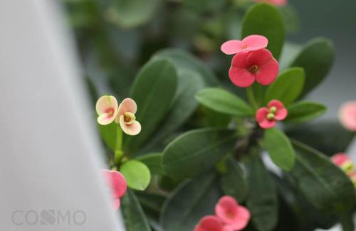 Jing'an Apartamento | Shanghai Cosmo World Union Service Apartment