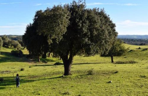 Montemor-o-Novo Casa | Shared Quinta with Pool and Olive Grove Views