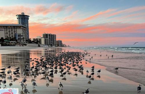 Daytona Beach Shores Apartamento | "SHERWIN" Beautiful 2 BR Oceanfront Condominium 602