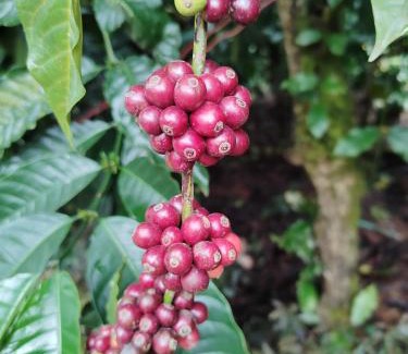 Maragodu Casa | Shivalaya Homestay