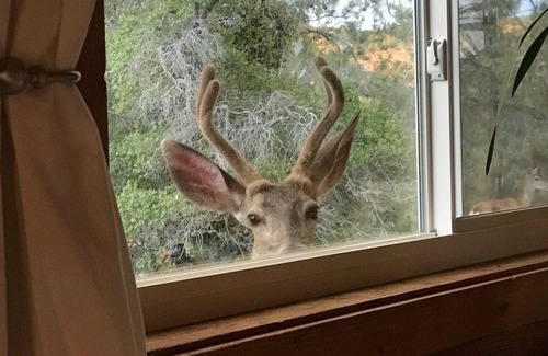 Yosemite Lakes Cabina | Sierra Blue Zone, artist oasis under the stars Pet Friendly!