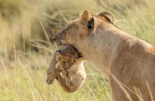 Maasai Mara Cabina | Sironka Mara