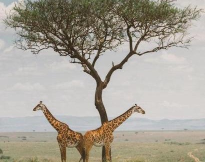 Maasai Mara Cabina | Sironka Mara