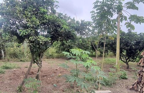 Inhambupe Cama Y Desayuno | Sitio Rancho Feliz