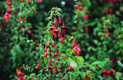 Ballinskelligs Casa | Skellig Fuchsia Lodge Ballinskelligs by Trident Holiday Homes