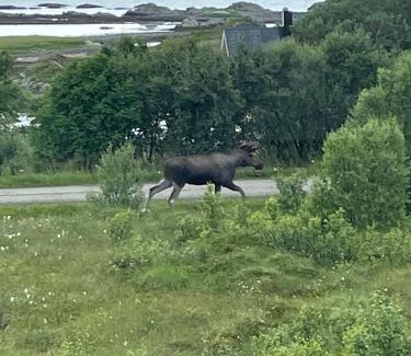 Oksnes Casa | Sommerfjøs Ranchen