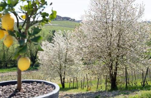 Calosso Cama Y Desayuno | Sorriso Dei Maestri
