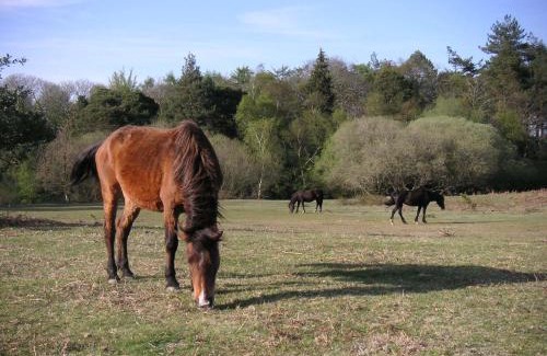 New Forest District Hotel | South Lawn Hotel