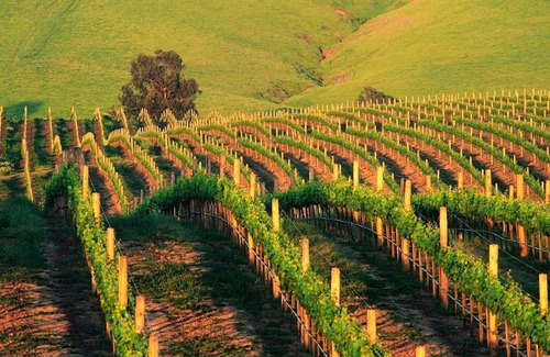 Napa Apartamento | Spectacular Stay at Silverado in Napa