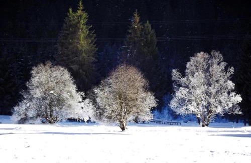 Pie Falcade Hotel | Sport Hotel Cristal
