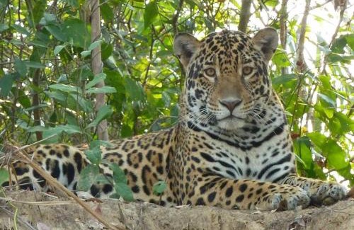 Nhecolandia Apartamento | Spot Jaguar Pantanal South Lodgen wild Jaguar Tour