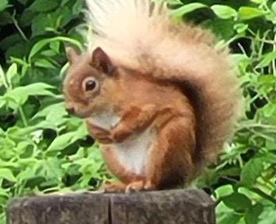 Appin Apartamento | Squirrels Wood Lodge, nr Glencoe, dog friendly