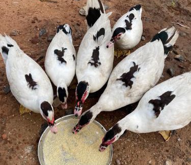 Lalgudi Casa | Srirangam Heritage Farmhouse - Perfect Spot for Parties & Events