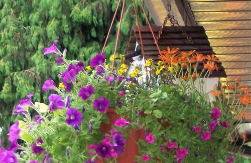Anglemont Casa | S t. Ives Resort, Shuswap Lake - Se aceptan mascotas, muelle, kayaks y tablas GRATIS, 2 recámaras