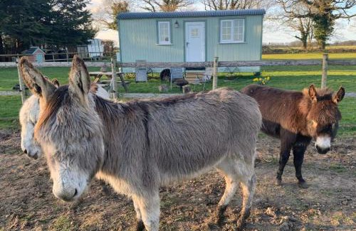 Irstead Casa | Starry Meadow & Rescued Animal Experiences