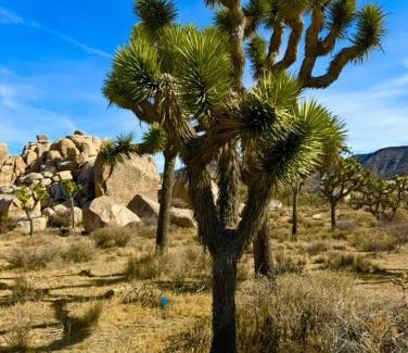 Twentynine Palms Casa | Starry Night Casita - Stargazing and relaxation minutes from Joshua Tree National Park