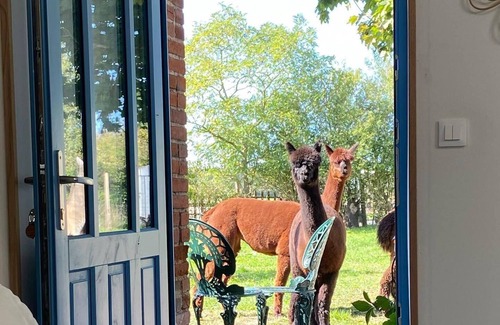 Argentonnay Casa | Stay at the alpaca farm, opposite Chateau de Sanzay,