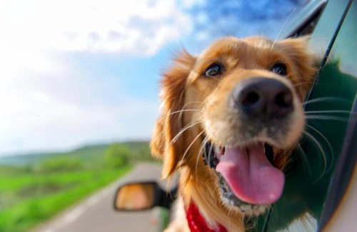 Colington Casa | Steps to the Sound & Dog Friendly