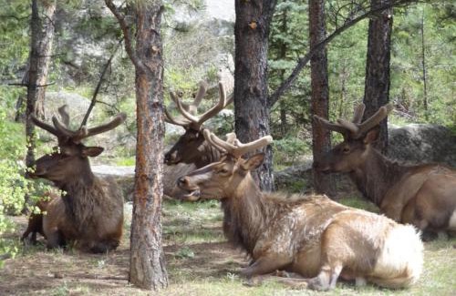 Estes Park Complejo | Stonebrook Resort - Adult Only