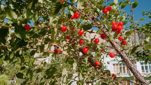 Turtuk Casa | Summer and winter homestay Turtuk Youl