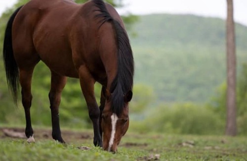 Millerton Otro | Surrounded by Berkshire Mountain Views and Horses Book a trail ride or a lesson