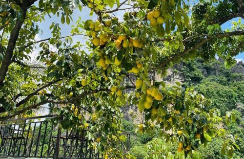 Hoa Lu Hotel | Tam Coc Kamili Bungalow & Homestay