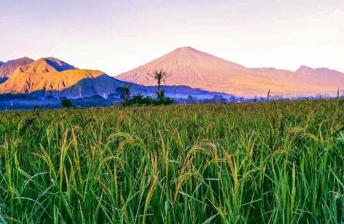 Kecamatan Sembalun Hotel | Tangga Bungalows