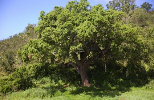Sao Luis Otro | Tent in a Regenerative farm
