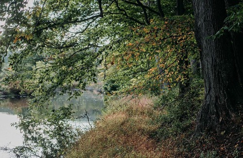 Ellenville Otro | Tentrr - Forest with a Trout Creek