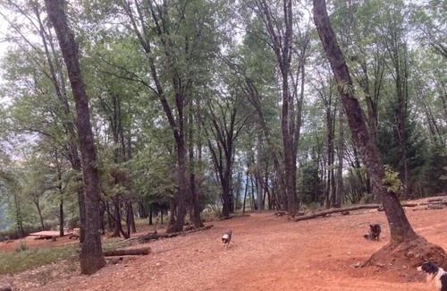 Cedar Ridge Alquiler De RV | Tentrr Signature Site - NorCal Red Dog Ridge Base Camp