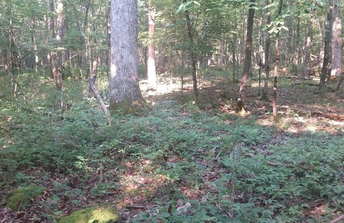 Rising Fawn Alquiler De RV | Tentrr Signature Site - Forester Farms and Apiary Signature Site