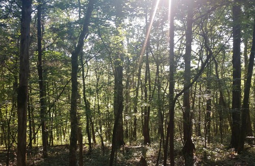 Rising Fawn Alquiler De RV | Tentrr Signature Site - Forester Farms and Apiary Signature Site