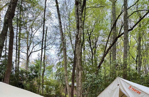 Newland Alquiler De RV | Tentrr Signature Site - Hellbender Hollar Campsite