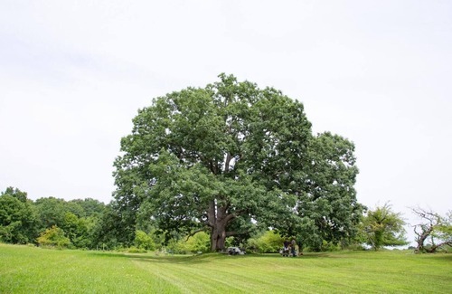 Town of Marbletown Alquiler De RV | Tentrr Signature Site - Lakeside Tents in Historic Orchard