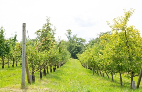 Town of Marbletown Alquiler De RV | Tentrr Signature Site - Ancient Oak in Historic Orchard Northern Spy