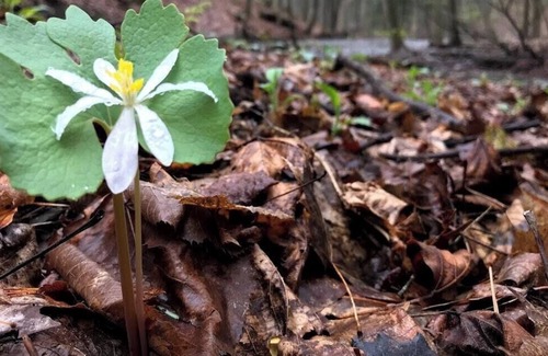 Ithaca Alquiler De RV | Tentrr - Retiro del prado en Little Leaf Farm