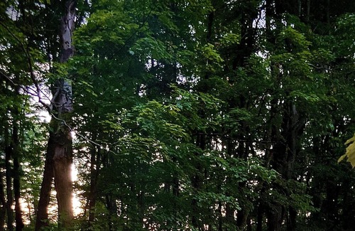 Red Hook Alquiler De RV | Tentrr Signature Site - FRISKY SWARD Upper Forest