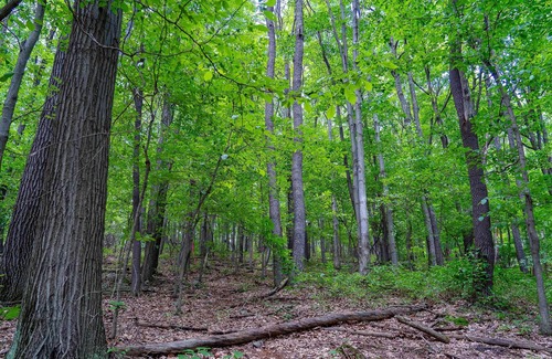 Gans Alquiler De RV | Tentrr State Park Site - WV Coopers Rock State Park - Site D - Single Camp